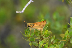 Hylephila phyleus phyleus