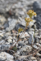 Saxifragales