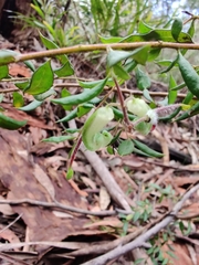 Grevillea mucronulata