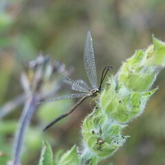 Brachynemurus versutus