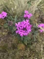 Verbena pulchella