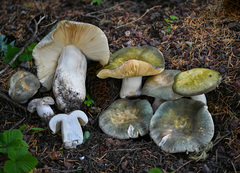 Russula