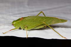 Microcentrum californicum