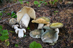 Russula