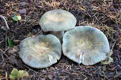 Russula
