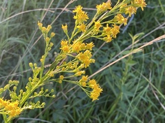 Solidago mexicana