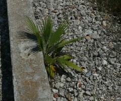 Washingtonia robusta