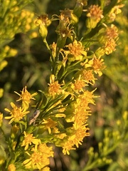 Solidago mexicana