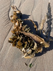 Undaria pinnatifida