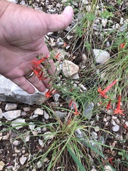 Ipomopsis aggregata formosissima