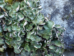 Peltigera aphthosa
