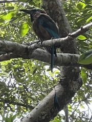 Eumomota superciliosa