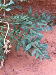 Lomatium latilobum