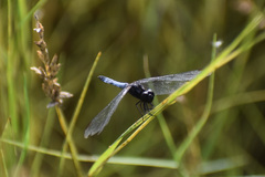 Erythrodiplax basifusca