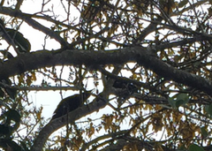 Prosthemadera novaeseelandiae novaeseelandiae