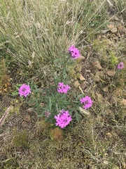Verbena pulchella