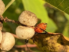 Phthiacnemia picta