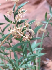 Lomatium latilobum