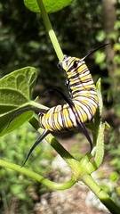 Danaus