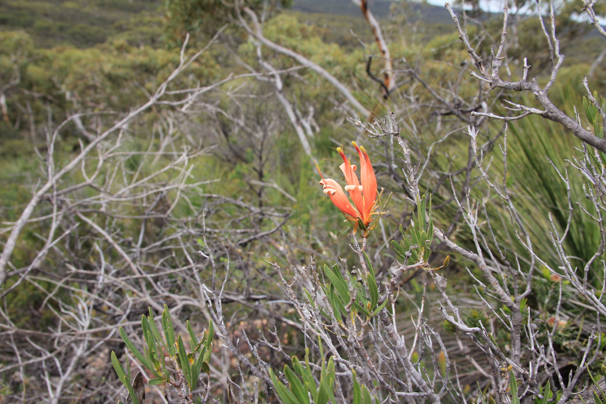 Lambertia multiflora Lindl.