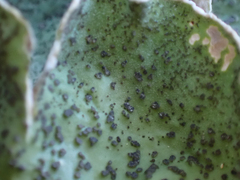 Peltigera aphthosa