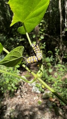 Danaus