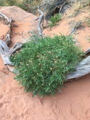 Lomatium latilobum