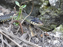 Drymobius margaritiferus