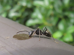 Camponotus japonicus