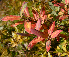 Salix bebbiana