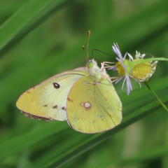 Colias poliographus