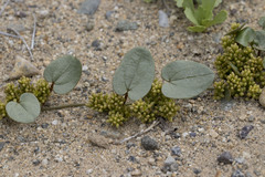 Dioscorea fastigiata