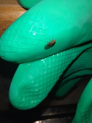 Drosophila immigrans