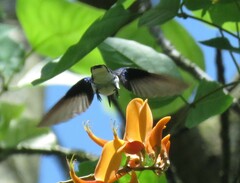 Florisuga mellivora