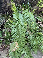 Blechnum novae-zelandiae