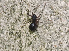 Camponotus compressus