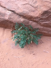 Lomatium latilobum