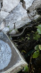 Drymobius margaritiferus