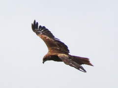 Milvus migrans lineatus