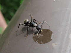 Camponotus japonicus