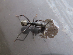 Camponotus japonicus