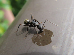 Camponotus japonicus