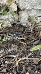 Drymobius margaritiferus