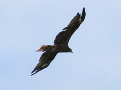 Milvus migrans lineatus