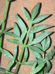 Lomatium latilobum