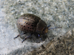 Chrysolina exanthematica