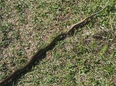 Coluber constrictor mormon