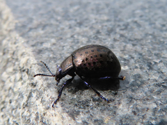 Chrysolina exanthematica