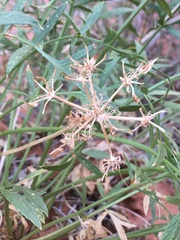Lomatium latilobum