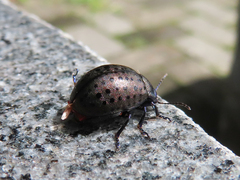 Chrysolina exanthematica
